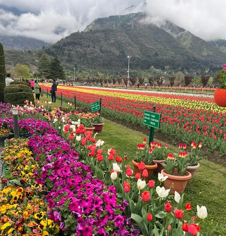 Tulip Garden - Srinagar Taxi Package