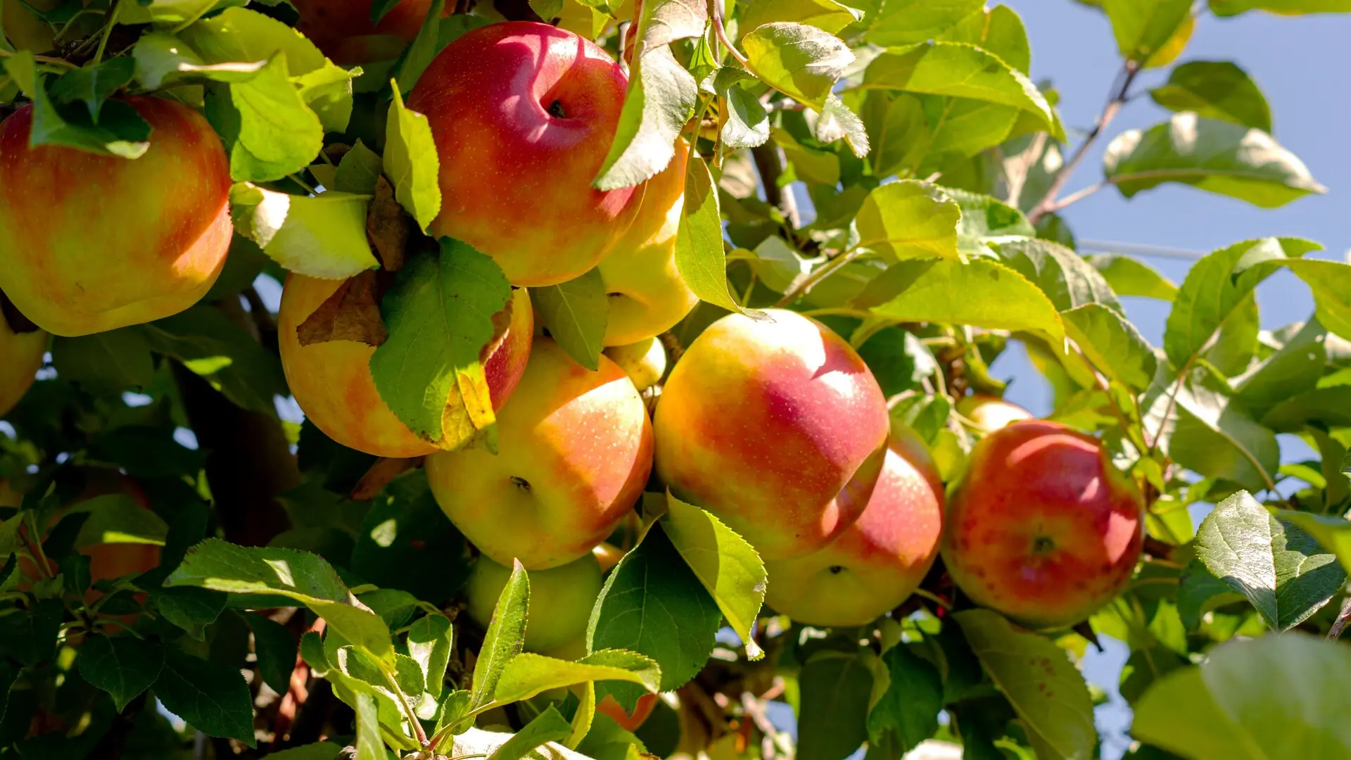 apple orchids