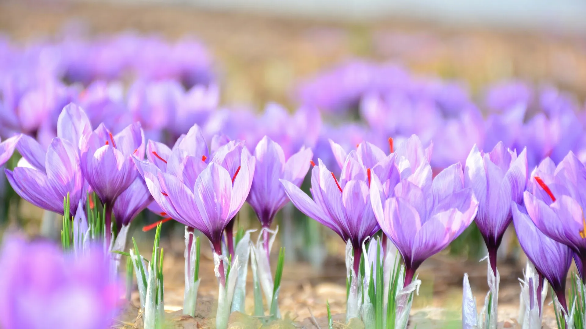 saffron fields